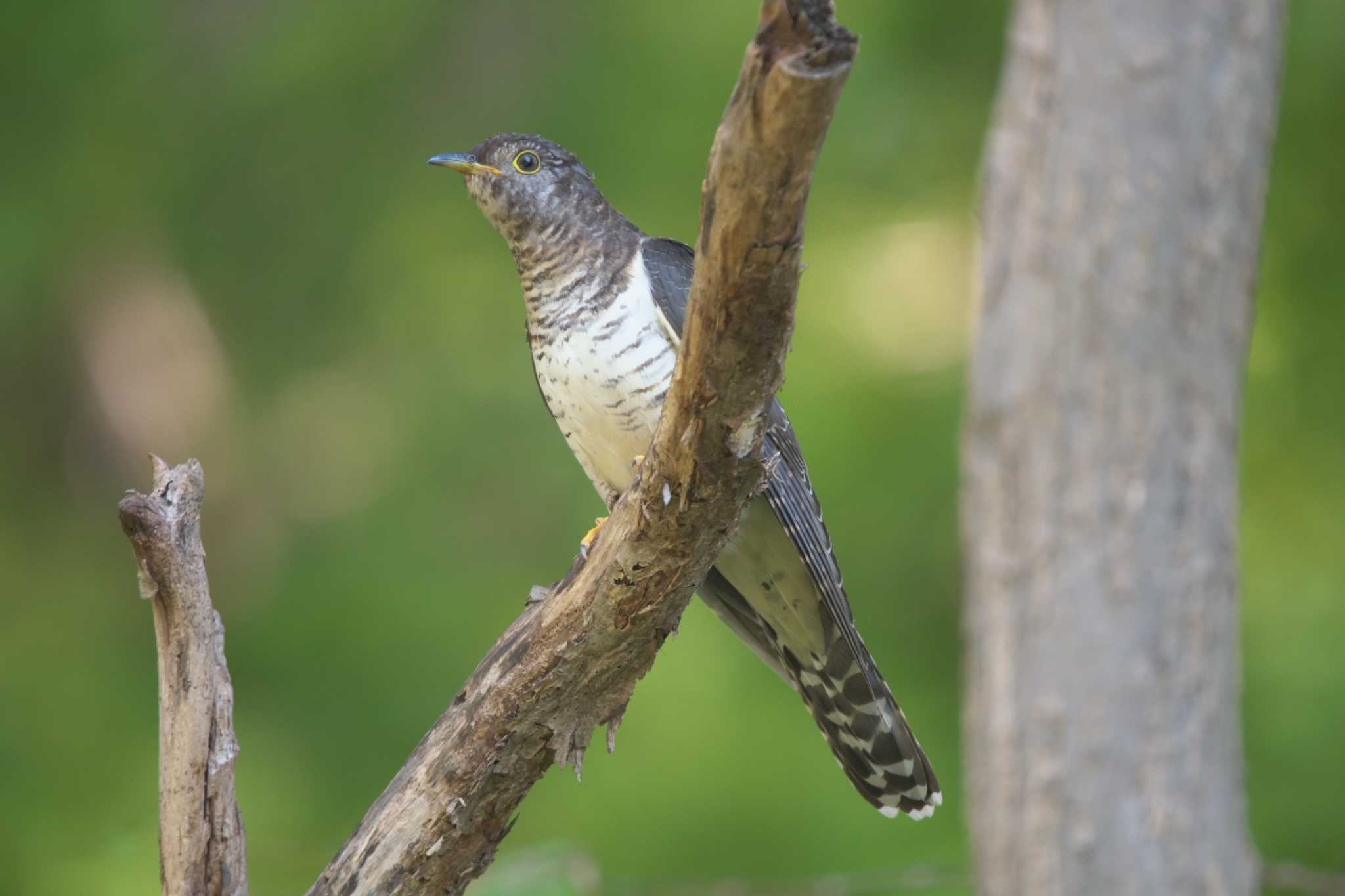 Lesser Cuckoo