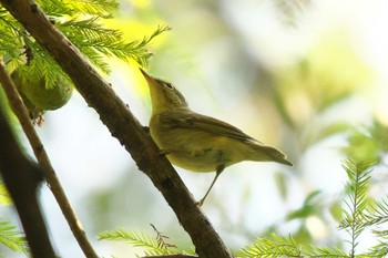 Kamchatka Leaf Warbler Mizumoto Park Fri, 10/27/2023