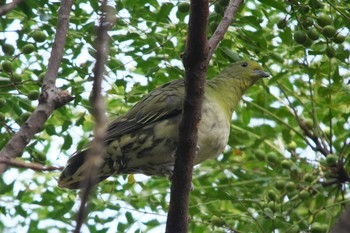 Fri, 10/27/2023 Birding report at Mizumoto Park