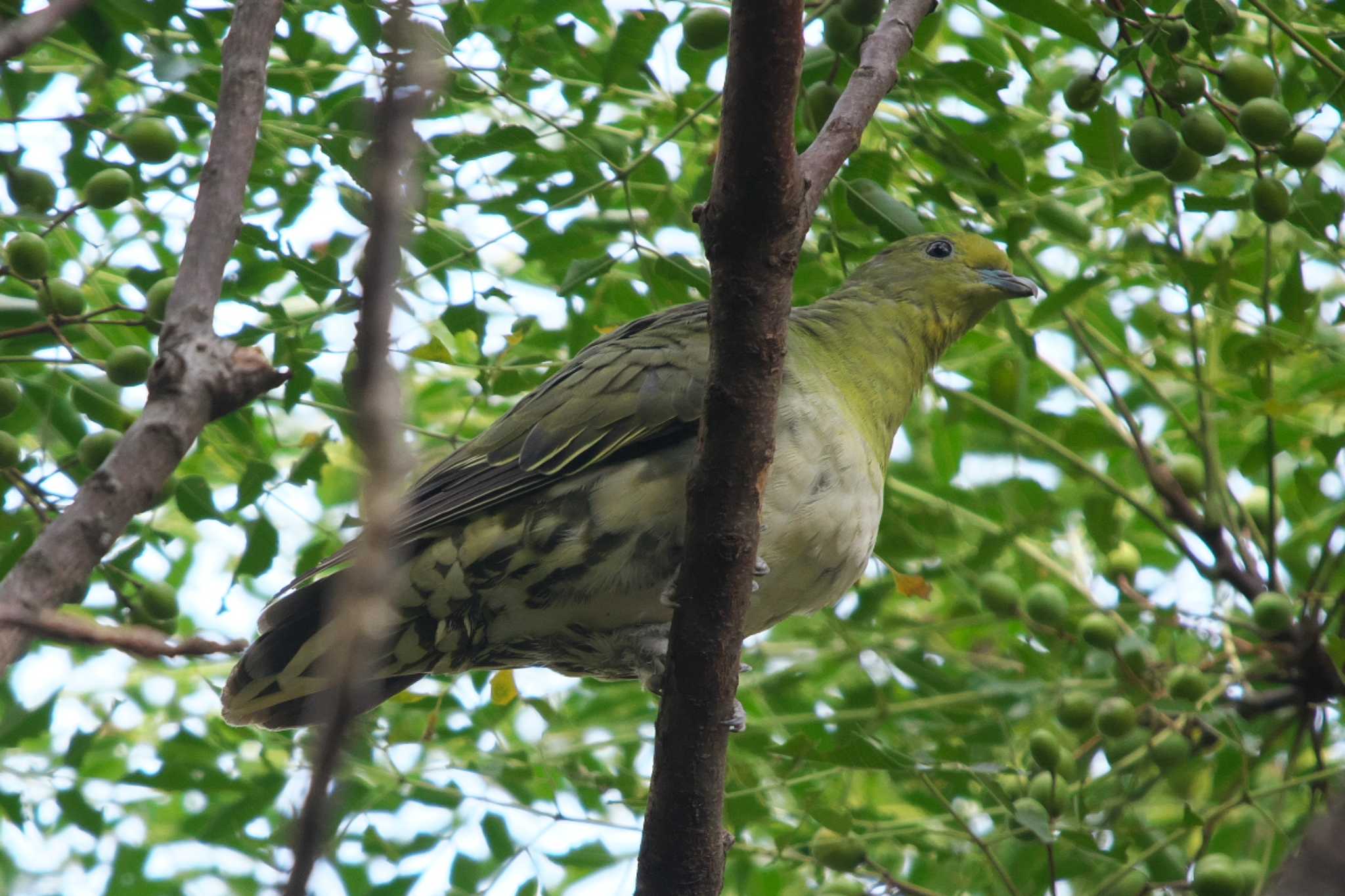 Photo of White-bellied Green Pigeon at Mizumoto Park by Y. Watanabe