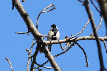 Japanese Tit 東京都 Thu, 10/26/2023