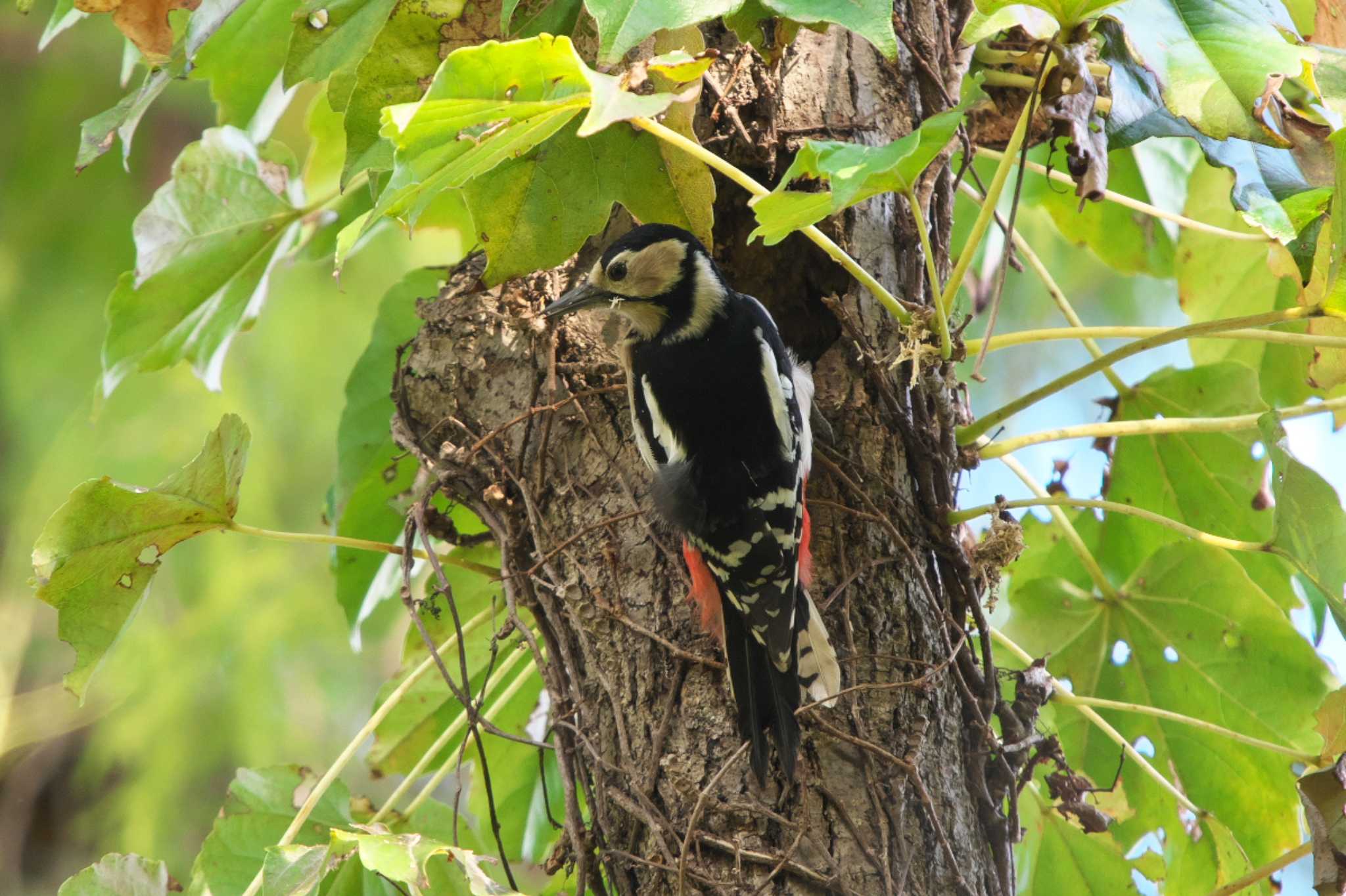 Great Spotted Woodpecker