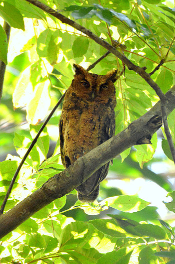 Japanese Scops Owl(pryeri)