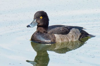 Tufted Duck 大阪市 Fri, 10/27/2023