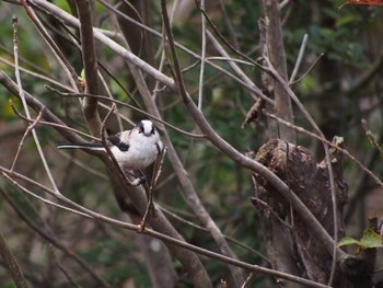 Long-tailed Tit 多峯主山 Fri, 10/27/2023