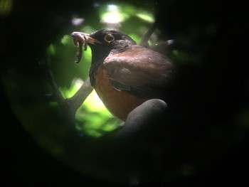 Sat, 5/12/2018 Birding report at 八丈島航路・三宅島