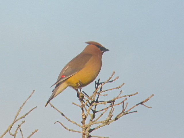 Photo of Cedar Waxwing at Mequon WI by gentilis