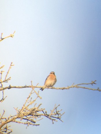 Eastern Bluebird