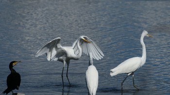 Great Egret(modesta)  磐田大池 Sun, 10/22/2023