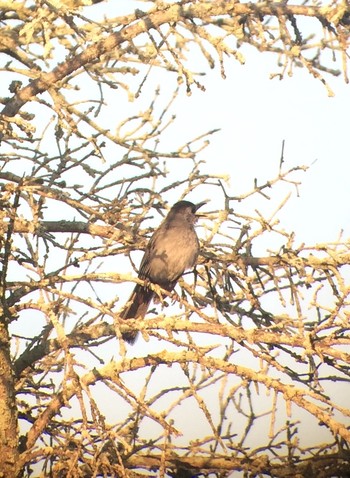 Grey Catbird Mequon WI Sat, 7/18/2015