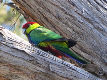 ユーカリインコ Lake Seppings, Albany, WA, Australia 2023年10月13日(金)