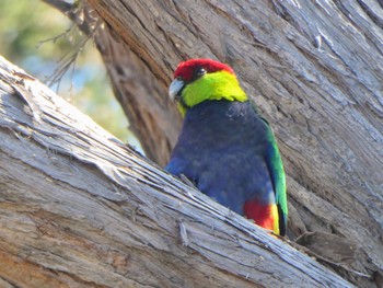 ユーカリインコ Lake Seppings, Albany, WA, Australia 2023年10月13日(金)