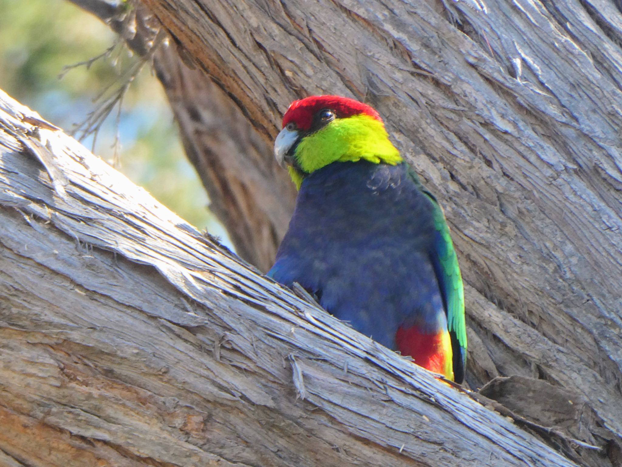 Lake Seppings, Albany, WA, Australia ユーカリインコの写真 by Maki