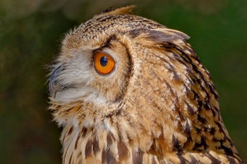 Eurasian Eagle-Owl 東京都多摩地域 Sun, 10/22/2023