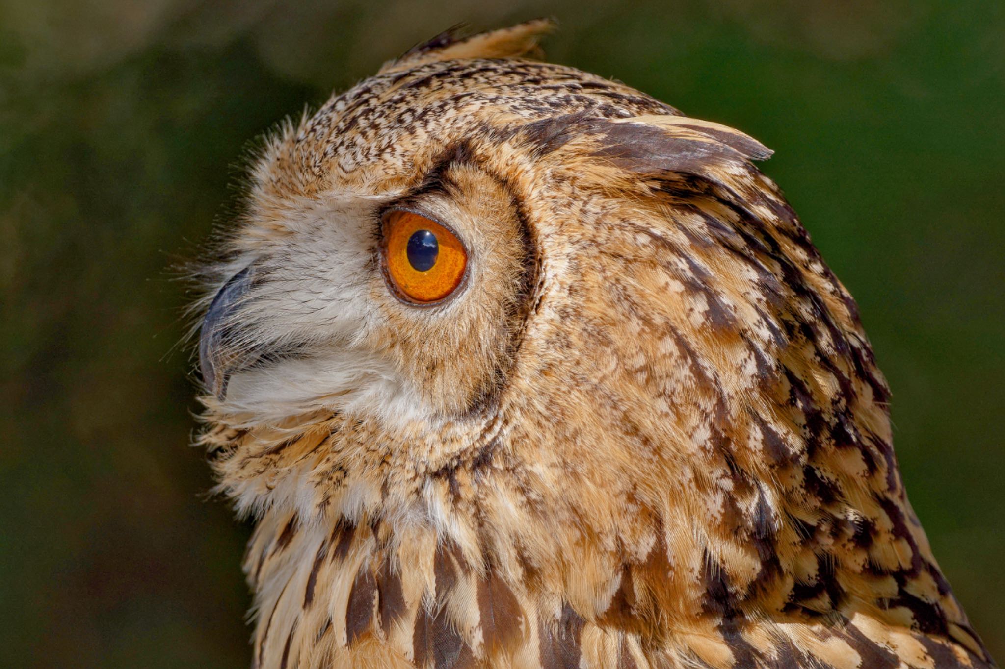 東京都多摩地域 ワシミミズクの写真 by アポちん