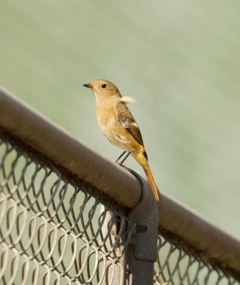 2023年10月27日(金) 砂沼の野鳥観察記録