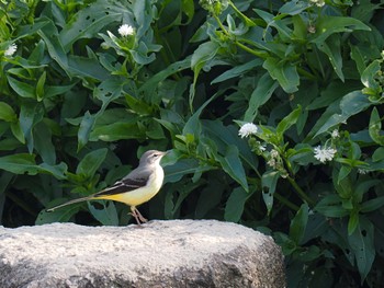 Grey Wagtail 兵庫県西宮市 武庫川 Fri, 10/27/2023