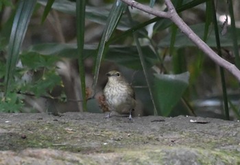 2023年10月27日(金) 井の頭公園の野鳥観察記録