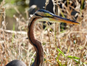 Purple Heron Ishigaki Island Sun, 10/22/2023