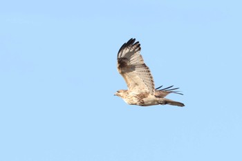 2023年10月22日(日) 愛知県愛西市立田町の野鳥観察記録