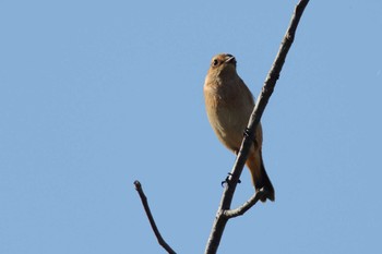 Amur Stonechat 愛知県 Fri, 10/13/2023