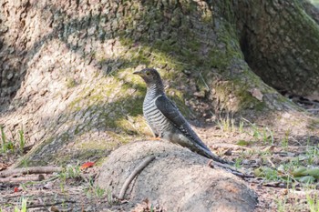 カッコウ 水元公園 2023年10月27日(金)