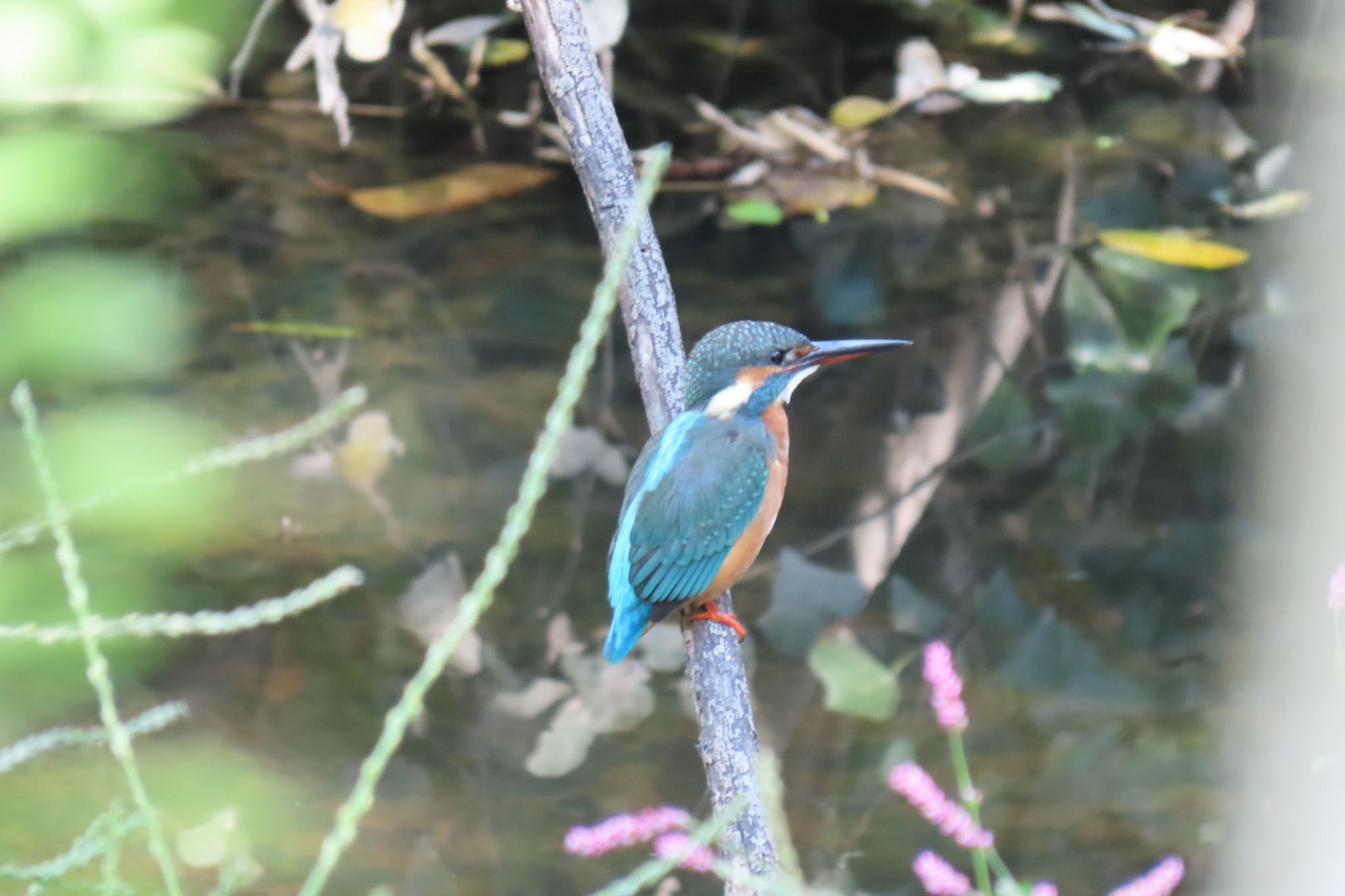 カワセミ