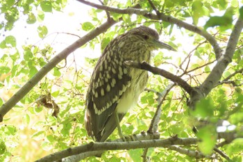 2023年10月22日(日) 行徳野鳥観察舎付近の野鳥観察記録