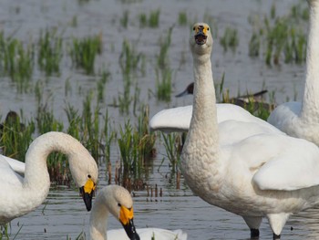 Tundra Swan 本埜村白鳥の郷 Sat, 10/28/2023