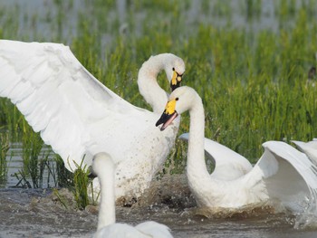 Tundra Swan 本埜村白鳥の郷 Sat, 10/28/2023