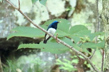 Blue-and-white Flycatcher 奥入瀬渓流 Mon, 7/24/2023