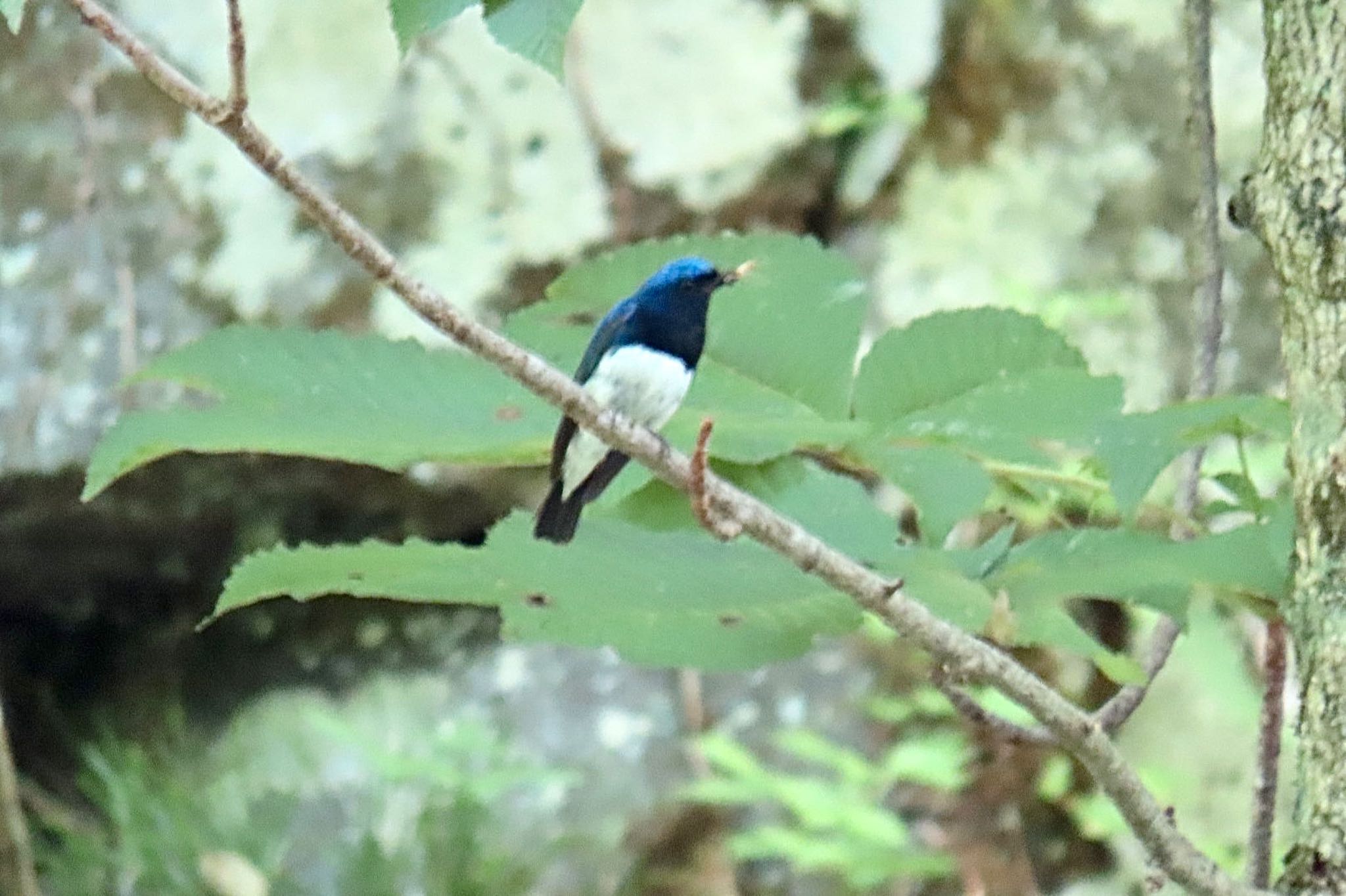 Blue-and-white Flycatcher