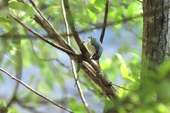 Eurasian Nuthatch 奥入瀬渓流 Mon, 7/24/2023