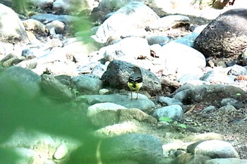 Grey Wagtail 奥入瀬渓流 Mon, 7/24/2023