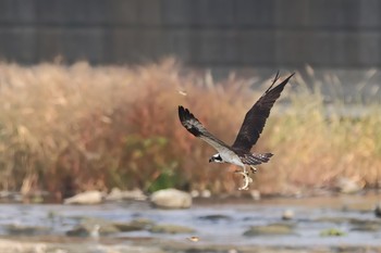 ミサゴ 多摩川二ヶ領宿河原堰 2023年10月28日(土)