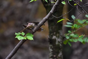 ツツドリ 場所が不明 2018年9月22日(土)