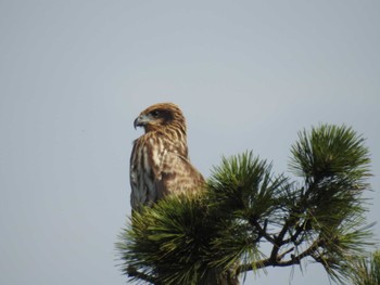 トビ 東京港野鳥公園 2023年10月28日(土)