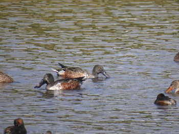 ハシビロガモ 東京港野鳥公園 2023年10月28日(土)