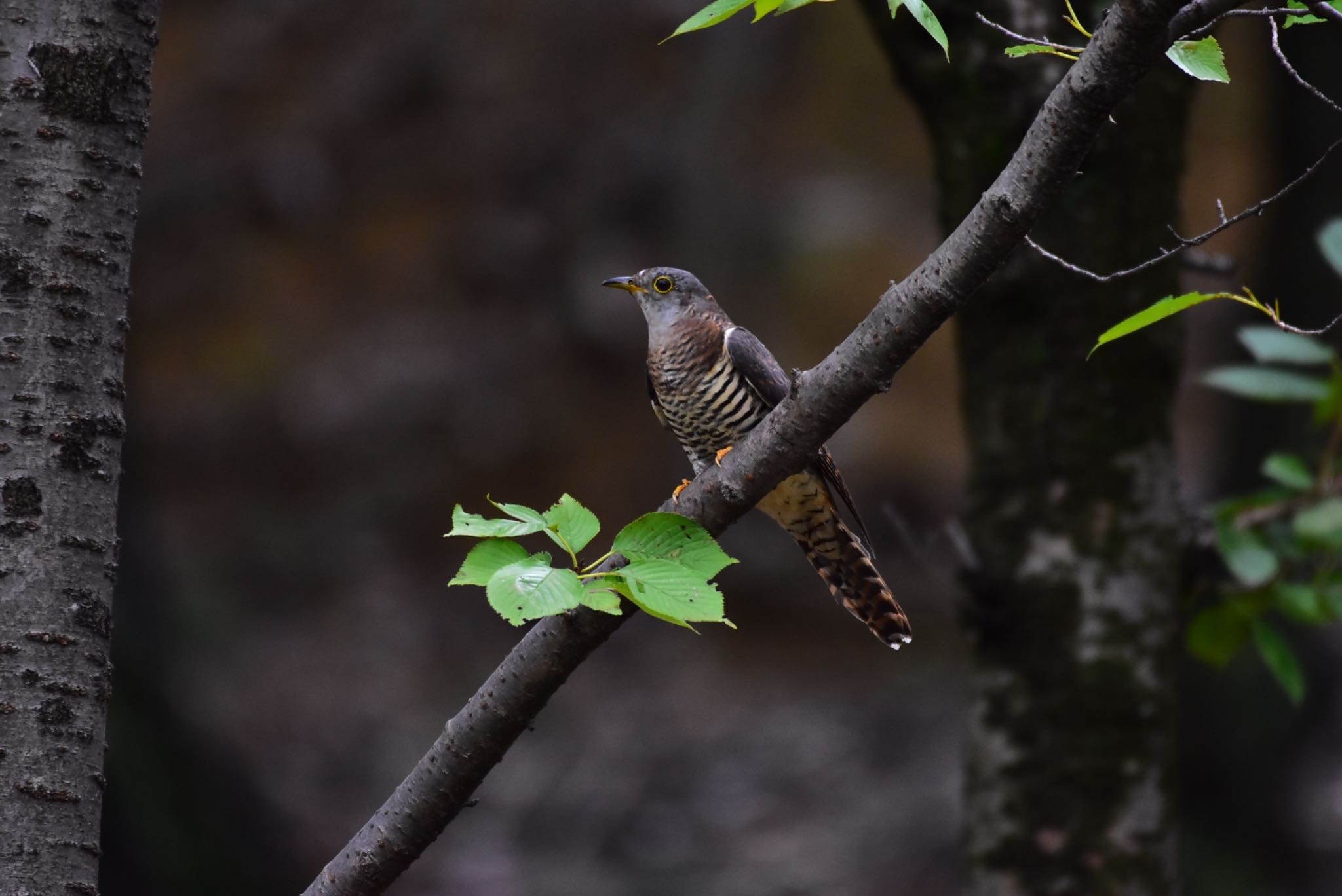  ツツドリの写真 by りょう