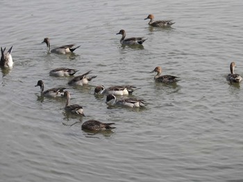 オナガガモ 東京港野鳥公園 2023年10月28日(土)