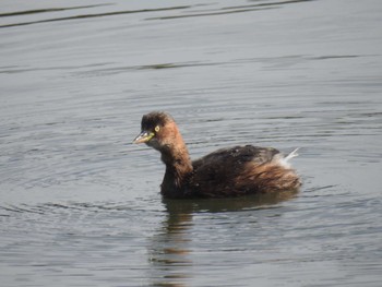 カイツブリ 東京港野鳥公園 2023年10月28日(土)