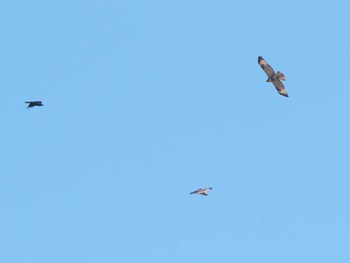 2023年10月28日(土) 狭山湖の野鳥観察記録