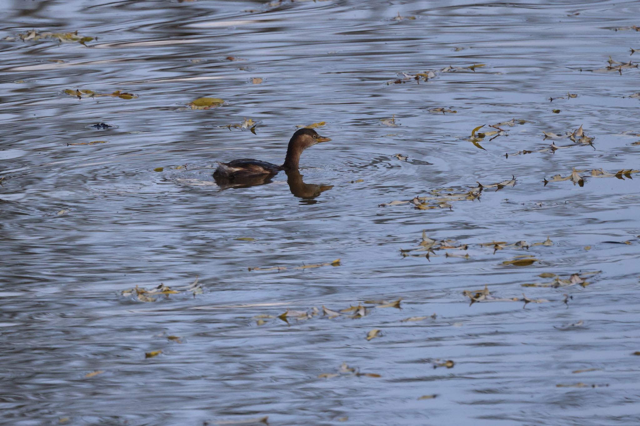 Photo of Little Grebe at 東屯田遊水地 by will 73