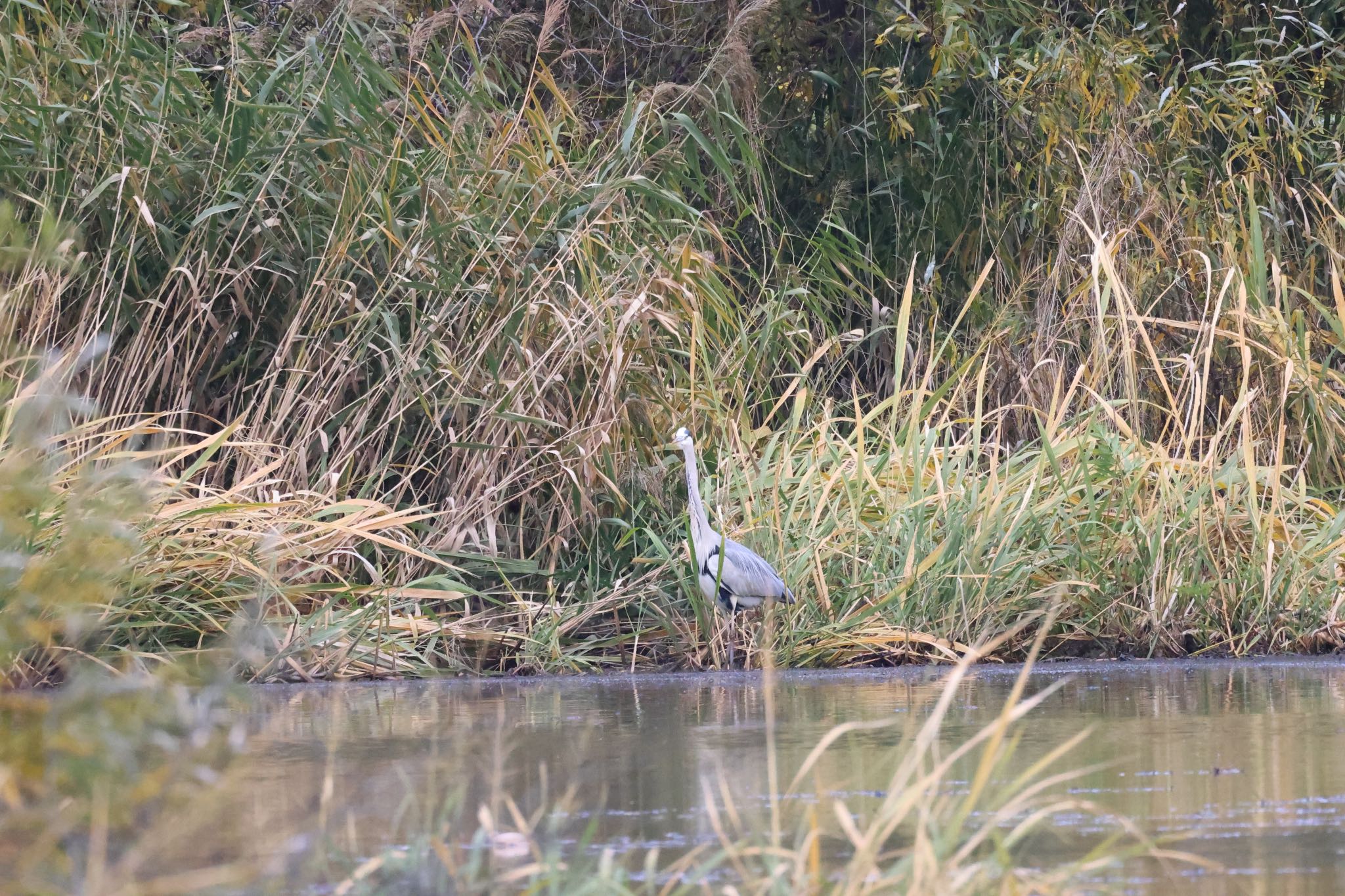 Grey Heron