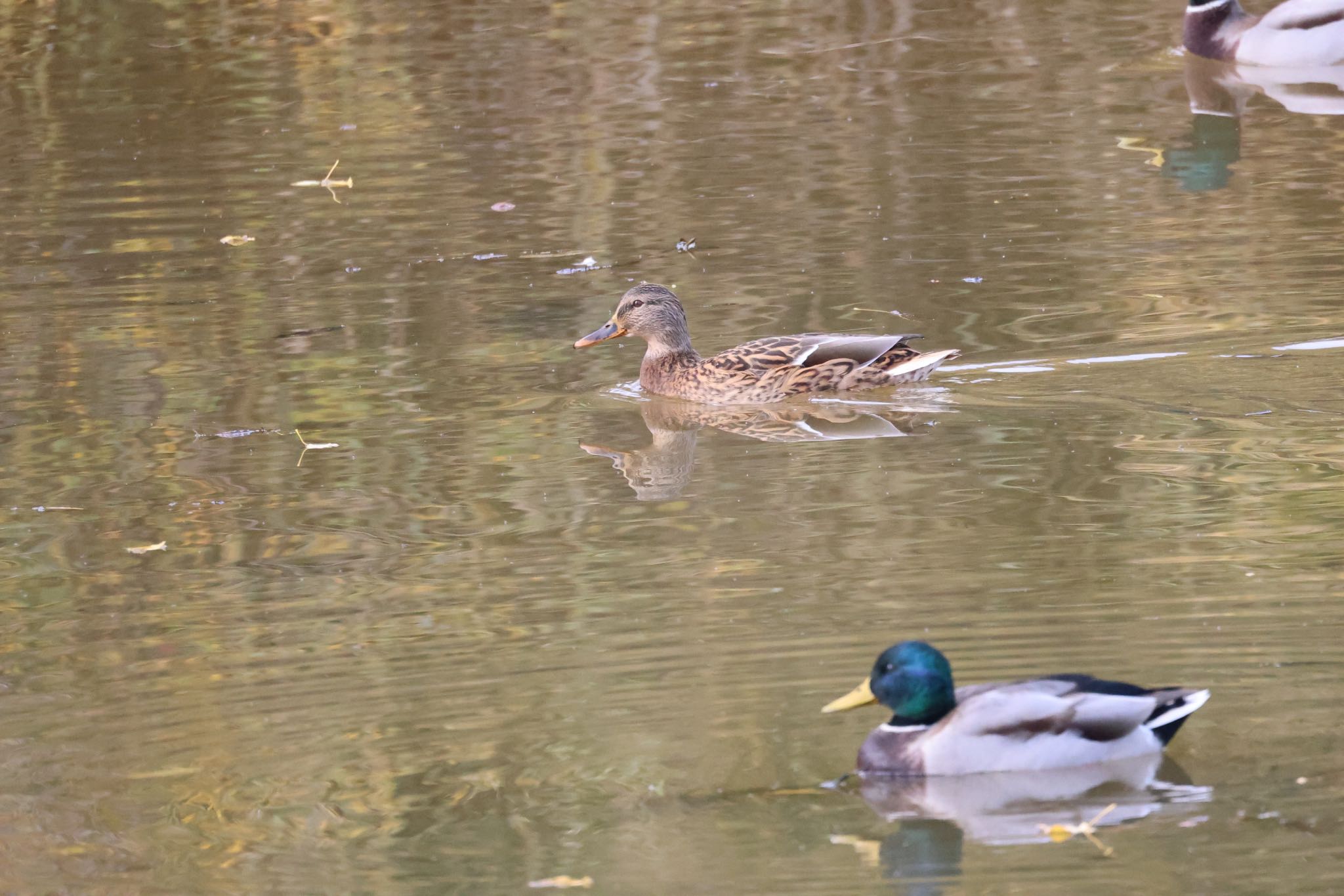 Mallard