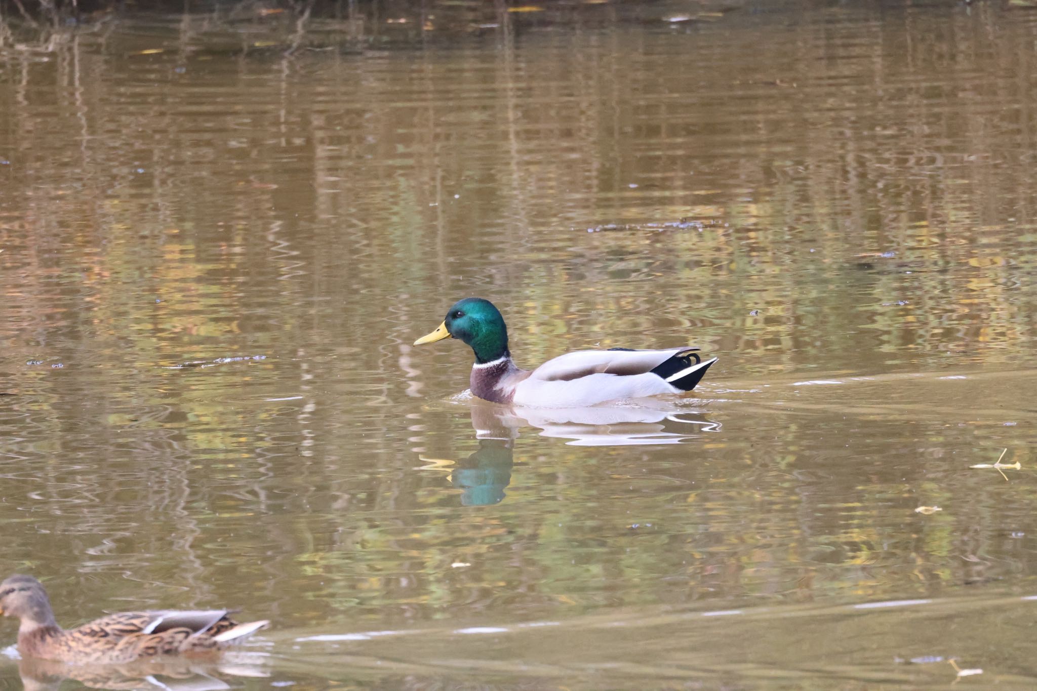 Mallard