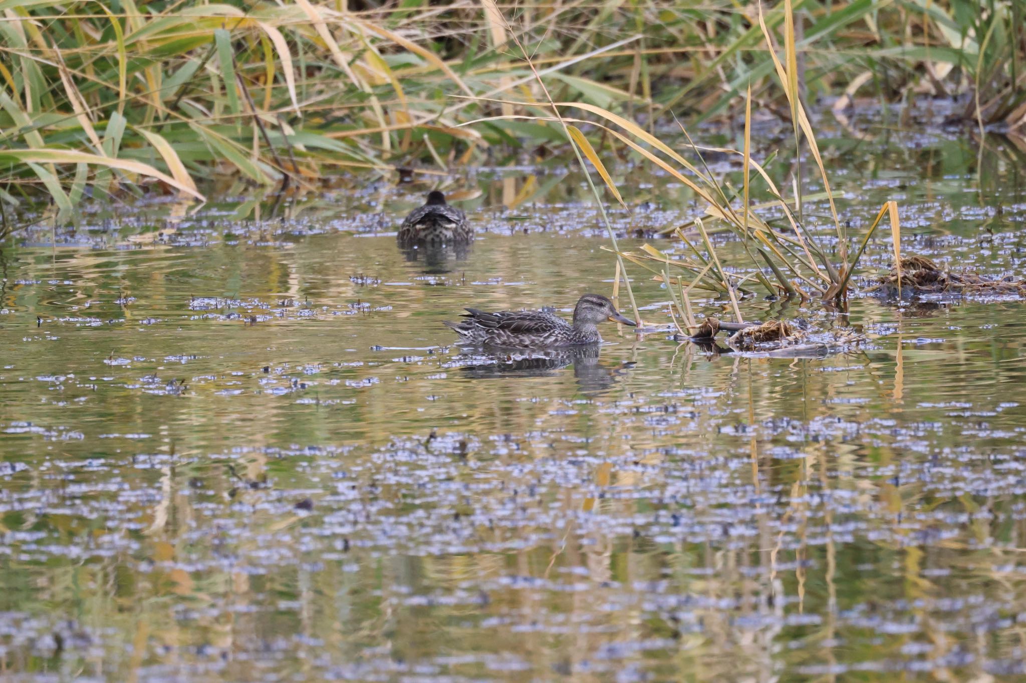 Eurasian Teal