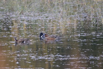 Eurasian Wigeon 東屯田遊水地 Sat, 10/28/2023