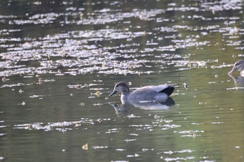 Gadwall 東屯田遊水地 Sat, 10/28/2023