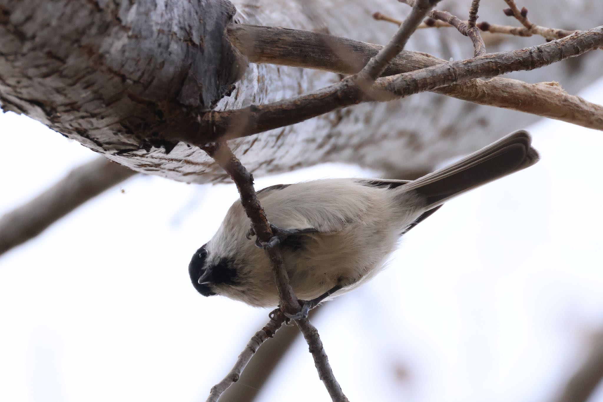 Photo of Marsh Tit at 東屯田遊水地 by will 73